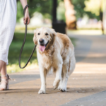 structured leash walking lessons Arizona