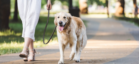 structured leash walking lessons Arizona