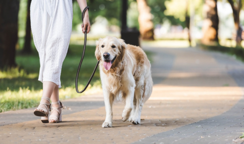 Structured Leash Walking Lessons Arizona Guide